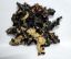 Picture of Black Fungus.